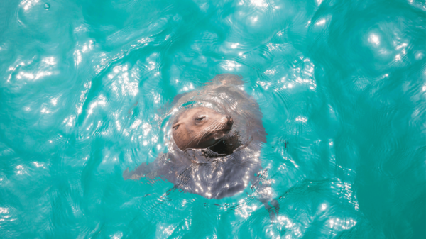 Pacific Marine Mammal Center Image of Seal in water